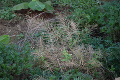 Arundinella leptochloa